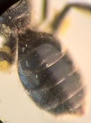 Lasioglossum pauxillum