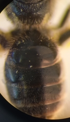 Lasioglossum pauxillum