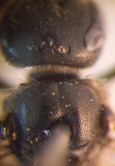 Lasioglossum pauxillum