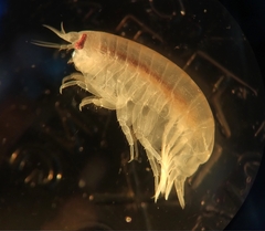 Anonyx nugax