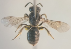 Lasioglossum pauxillum