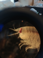 Anonyx nugax