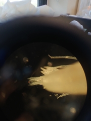 Anonyx nugax