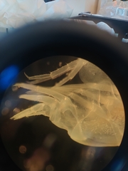 Anonyx nugax