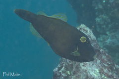 Eubalichthys bucephalus