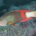 Crimsonband Wrasse - Photo (c) acanthaster, some rights reserved (CC BY-NC), uploaded by acanthaster