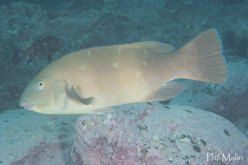 Eastern Blue Groper, photo 9 of 9