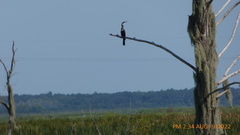 Anhinga anhinga leucogaster
