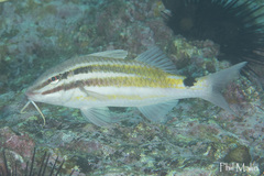 Japanese Goatfish photo 3
