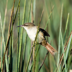 Limnoctites rectirostris