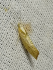 Ypsolopha lucella