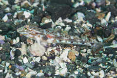 Nesogobius