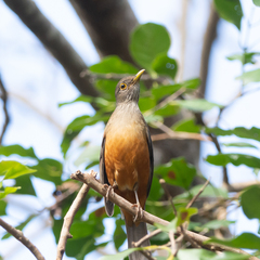 Turdus rufiventris
