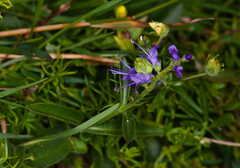 Hyssopus officinalis