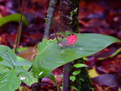 Cithaerias cliftoni