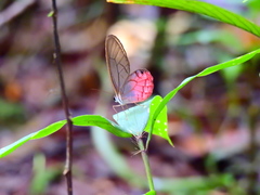 Cithaerias cliftoni