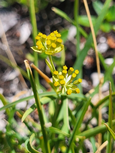 Image of Bupleurum petraeum by (c) Jacek Pietruszewski, some rights reserved (CC BY)
