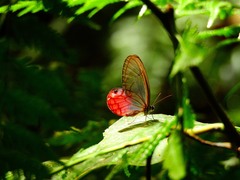 Cithaerias cliftoni