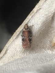 Agonopterix lythrella