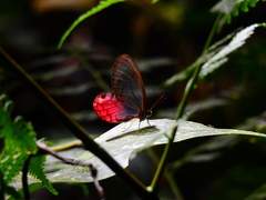Cithaerias cliftoni