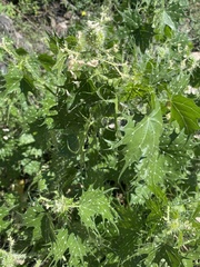 Cnidoscolus angustidens