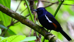 Tachyphonus surinamus