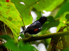 Tachyphonus surinamus