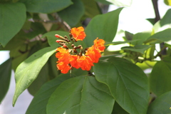 Cordia sebestena