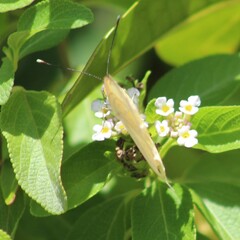 Pyrisitia dina