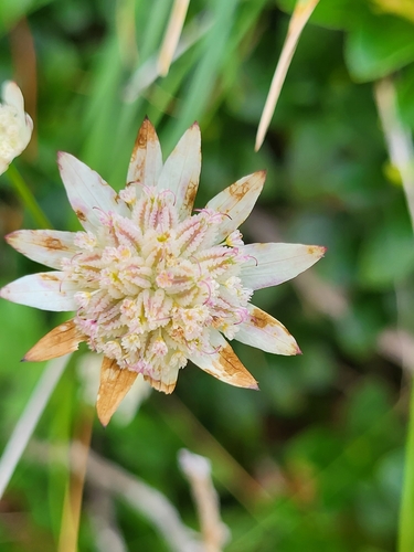 Image of Astrantia bavarica by (c) Jacek Pietruszewski, some rights reserved (CC BY)