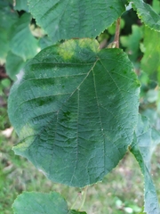 Erysiphe corylacearum