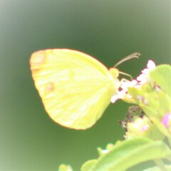 Pyrisitia dina