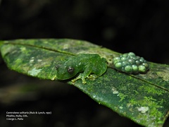 Lonely Cochran Frog photo 2
