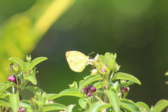 Pyrisitia dina