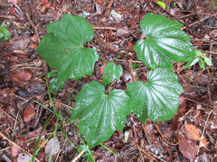Dioscorea tokoro