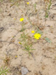 Croptilon hookerianum