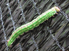 Sphinx morio arestus