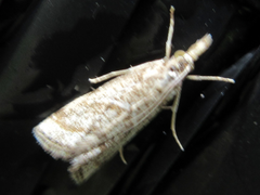 Microchilo inouei