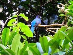 Trogon ramonianus