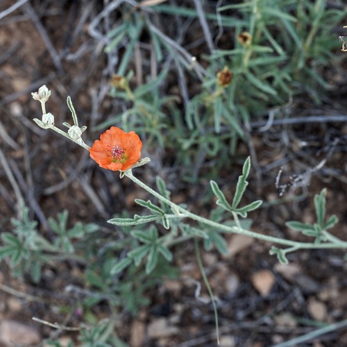 Wright's globemallow (Sphaeralcea wrightii)