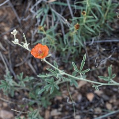 Sphaeralcea digitata