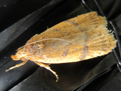 Periacma delegata