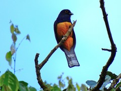 Trogon ramonianus