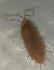 Porcellionides pruinosus