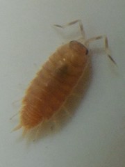 Porcellionides pruinosus