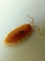 Porcellionides pruinosus