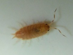 Porcellionides pruinosus