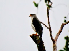 Accipiter poliogaster