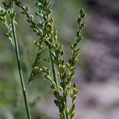 Urochloa arizonica