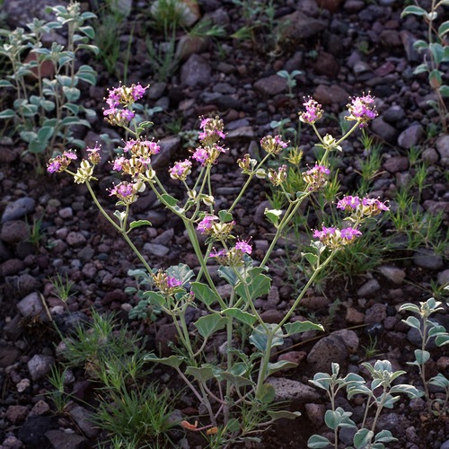 Image of Acleisanthes chenopodioides by (c) Andrew Tree, some rights reserved (CC BY)